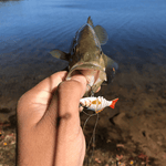 Load image into Gallery viewer, Micro Jointed Swimbait
